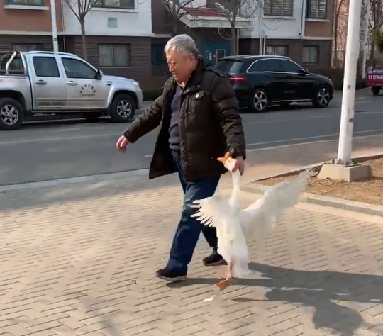 Goose fight