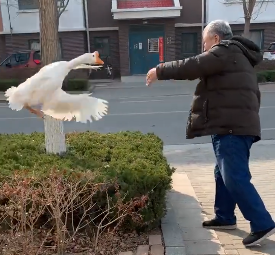 Goose fight