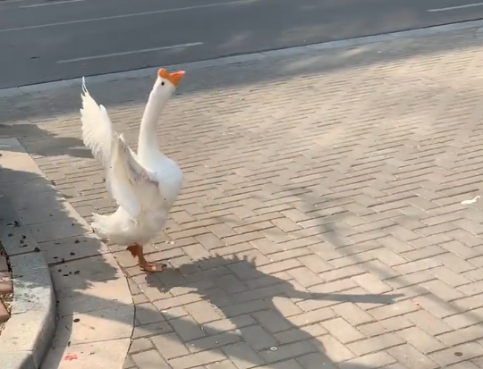 Goose fight