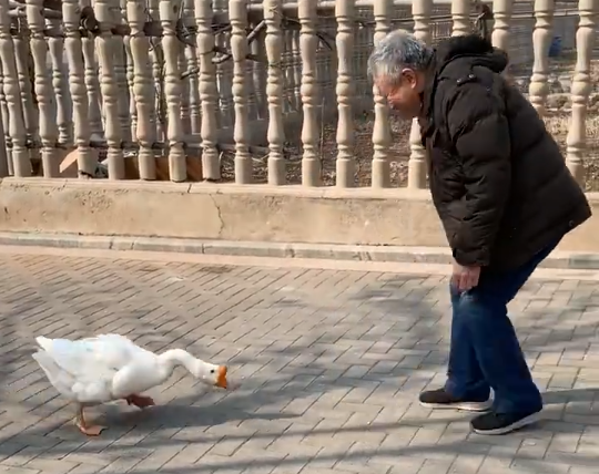 Goose fight