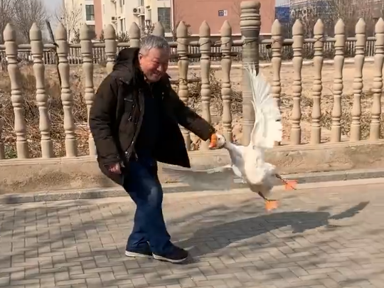 Goose fight