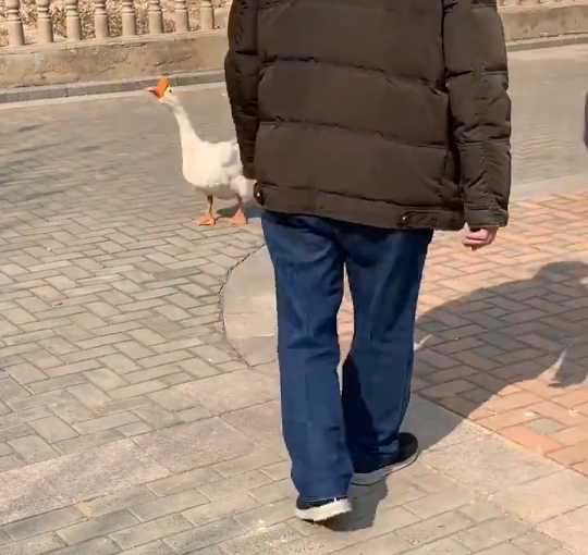 Goose fight