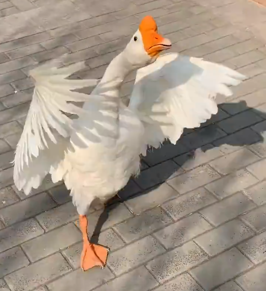 Goose fight