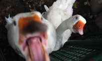 Aggressive Goose’s Multiple Attacks Countered by Elderly Man