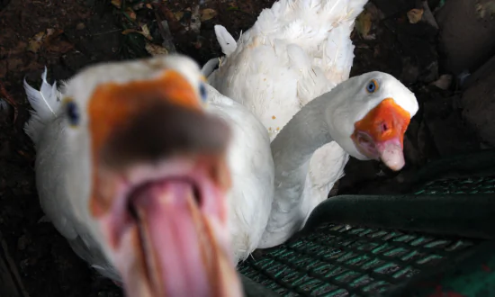 Aggressive Goose’s Multiple Attacks Countered by Elderly Man