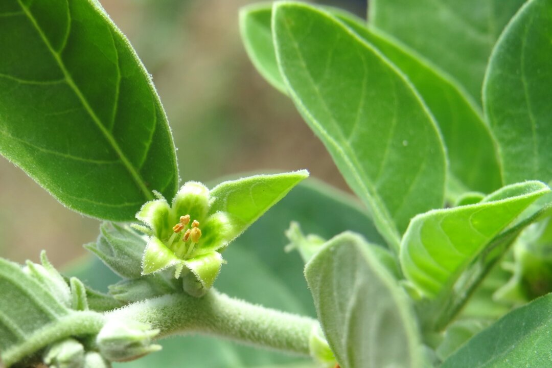 Ashwagandha(wikipedia)