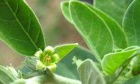 Ashwagandha: The Ancient Superherb That Lowers Cholesterol and Kills Tumor Cells