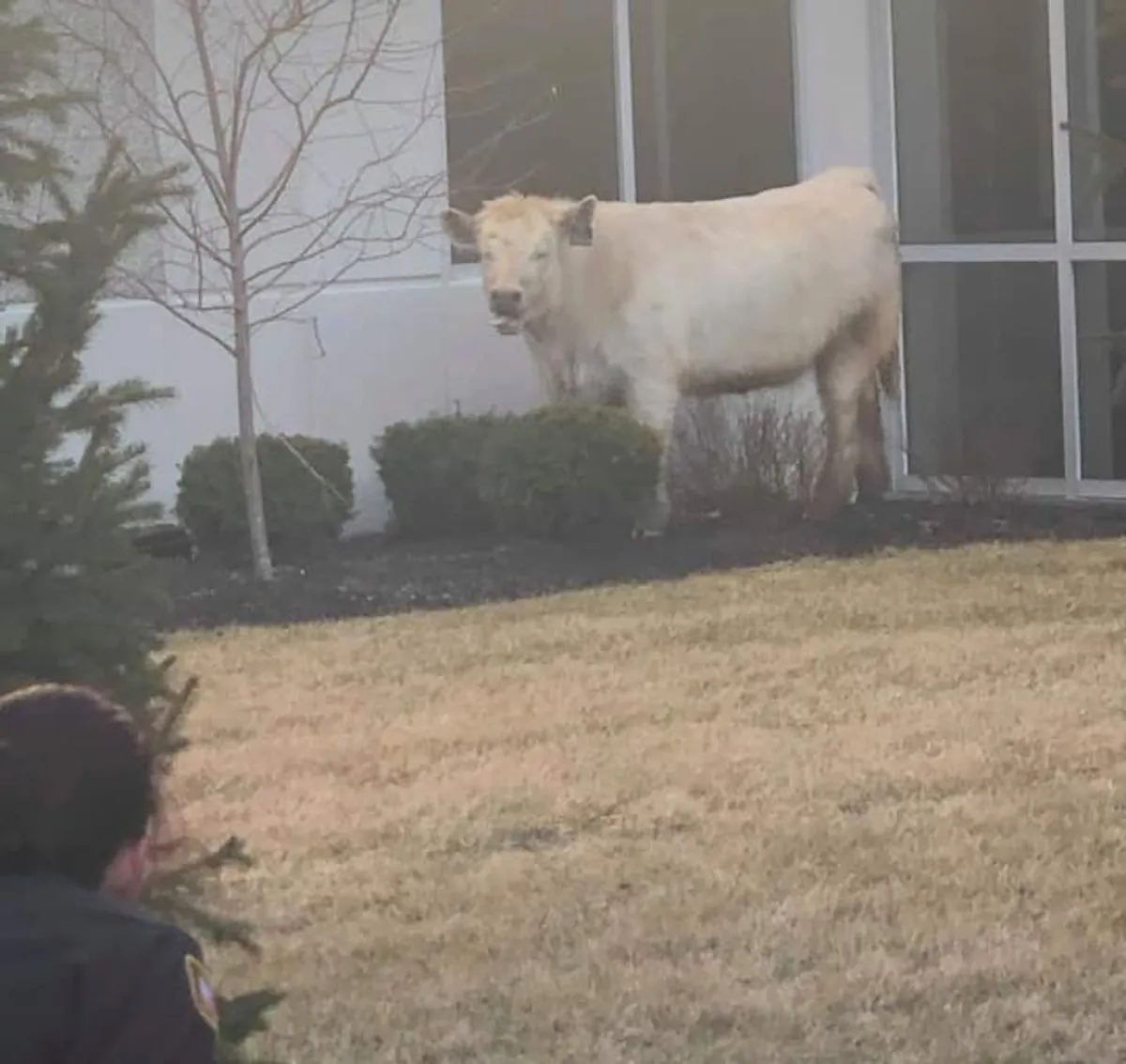 A cow that temporarily halted traffic in Noblesville, Indiana, on March 16, 2019. (Noblesville Police Department via Facebook)