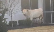 Escaped Cow Stops By Chick-fil-A While Chased by Police