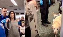 Guide Dog Shows What She Does to Help Her Owner Through Airport Security Smoothly