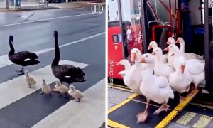 Swans Walk Along Busy City Streets as If It's Normal