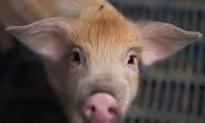 Another Dead Pig That Drifted Ashore in Taiwan Found to Have African Swine Fever