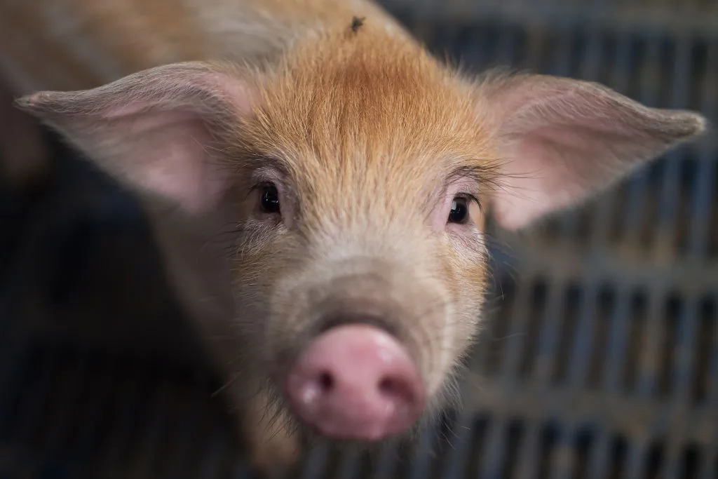 A piglet at a pig farm on the outskirts of Beijing.(NICOLAS ASFOURI/AFP/Getty Images)