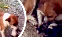 Mother Dog Captured Doing Everything She Can to Protect Babies Just Days After Giving Birth