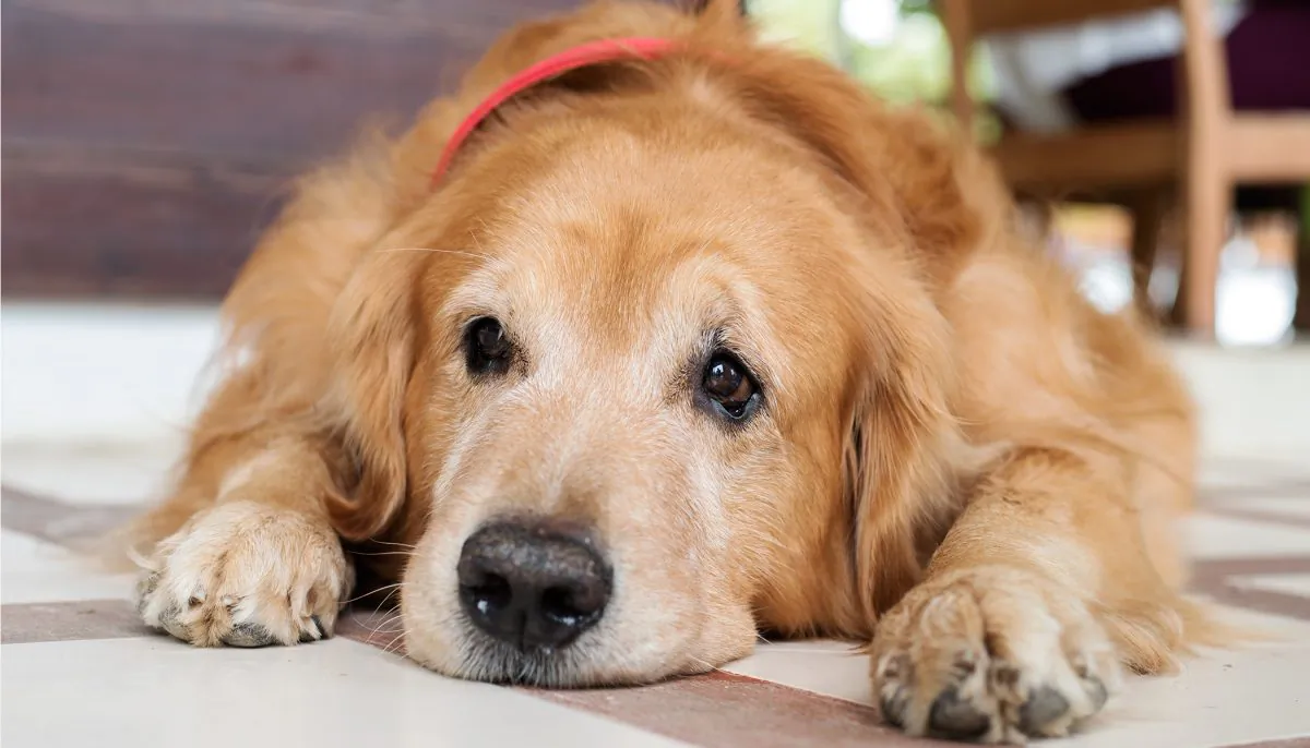 A golden retriever is shown in a stock photo. (Illustration - Shutterstock)