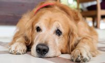 Golden Retriever Loses 100 Pounds in a Year After Owners Took Him to Vet to Be Put Down