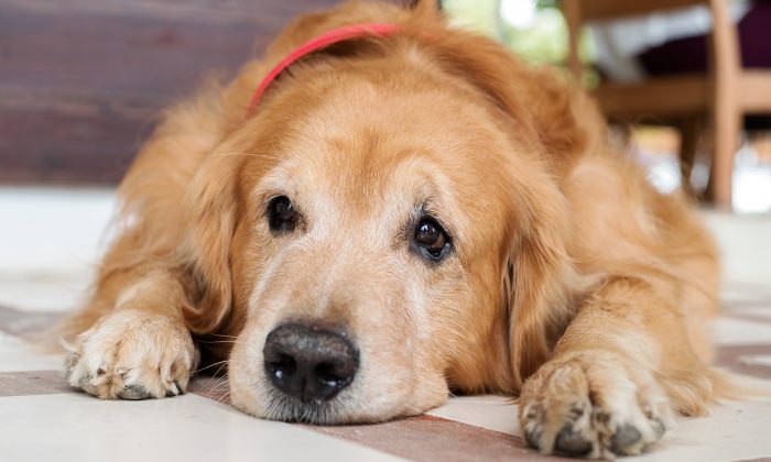 Golden Retriever Loses 100 Pounds In A Year After Owners Took Him To 