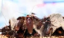 Michigan Man Throws ‘Loaded’ Shoe at Cockroach, Accidentally Shoots Himself