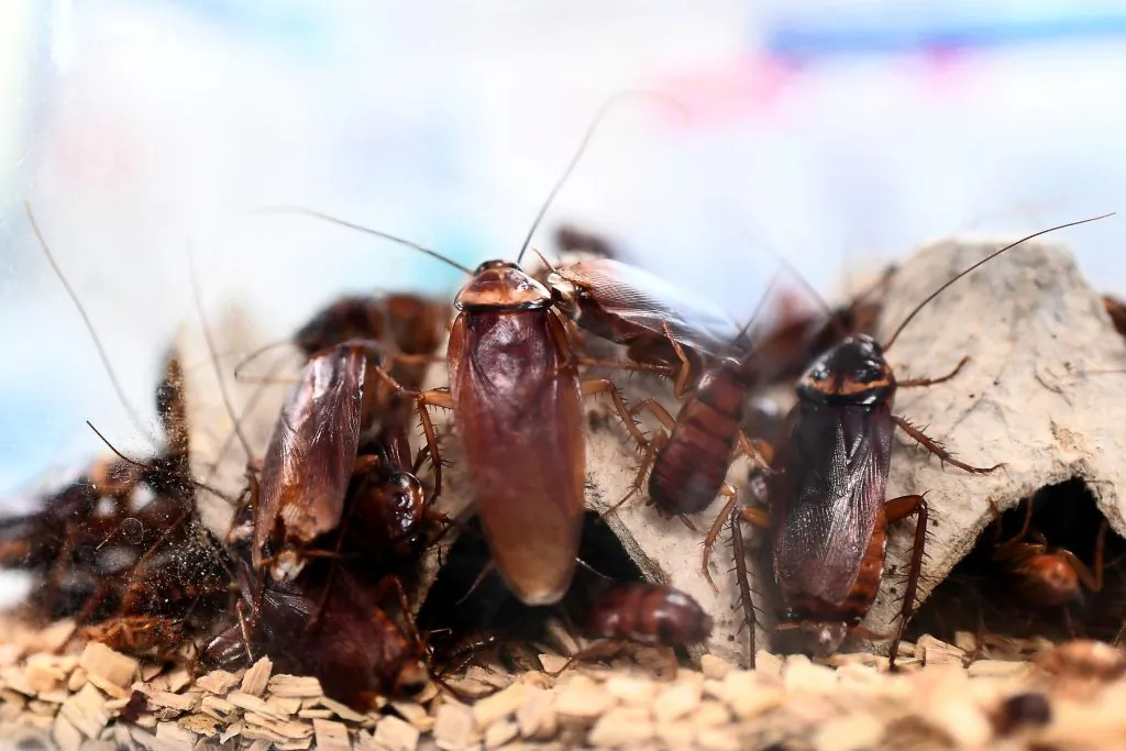 Cockroaches locked in a container at a laboratory at the center of research on infectious diseases of the University Hospital Institute (IHU) Mediterranean Infection in Marseille, France, on March 29, 2018. (Anne-Christine Poujoulat/AFP/Getty Images)