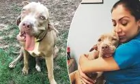 Dog With ‘2 Mouths’ Looks Like From Science Fiction Film, Finds a Forever Loving Home