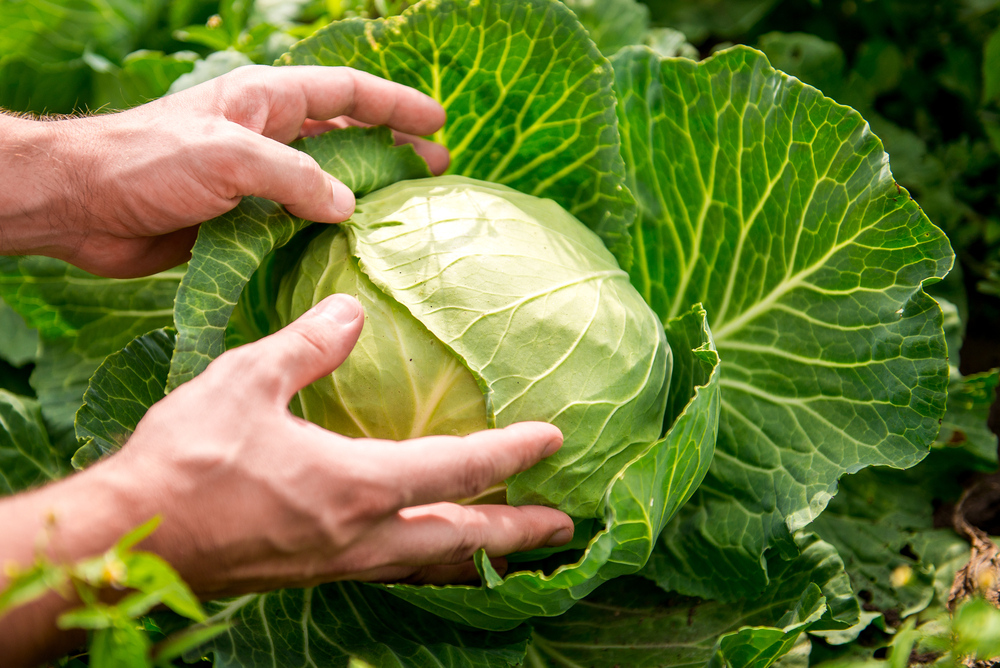 Say Goodbye to Your Joint Pain in 1 Hour With This &#39;Cabbage Bandage&#39; Hack