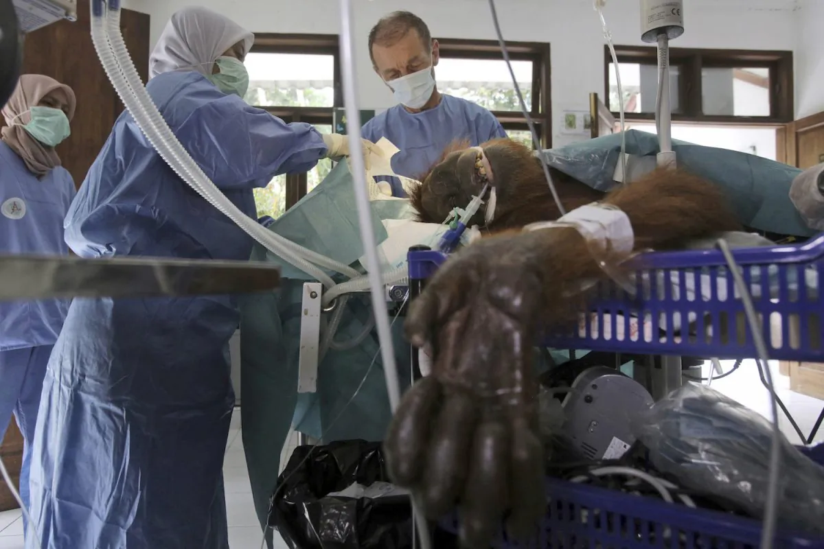 A volunteer orthopedic surgeon performs surgery on a female orangutan named Hope on  March 17, 2019. (Binsar Bakkaraoto/AP Photo)