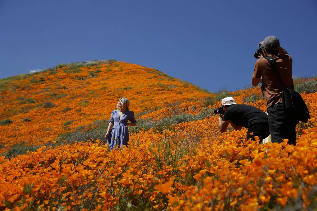 A model poses among wildflowers in bloom in Lake Elsinore, Calif. March 18, 2019. (Gregory Bull/AP Photo)