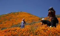 Tens of Thousands Converge on California ‘Poppy Apocalypse’