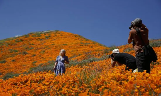 Tens of Thousands Converge on California ‘Poppy Apocalypse’
