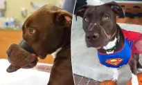 Dog Found with Swollen Muzzle Taped Shut in 2015 Is Now a Mascot for Animal Cruelty