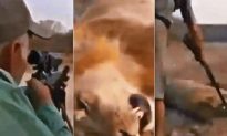 Outrage Erupts Over Footage of Trophy Hunter Shooting a Sleeping Lion