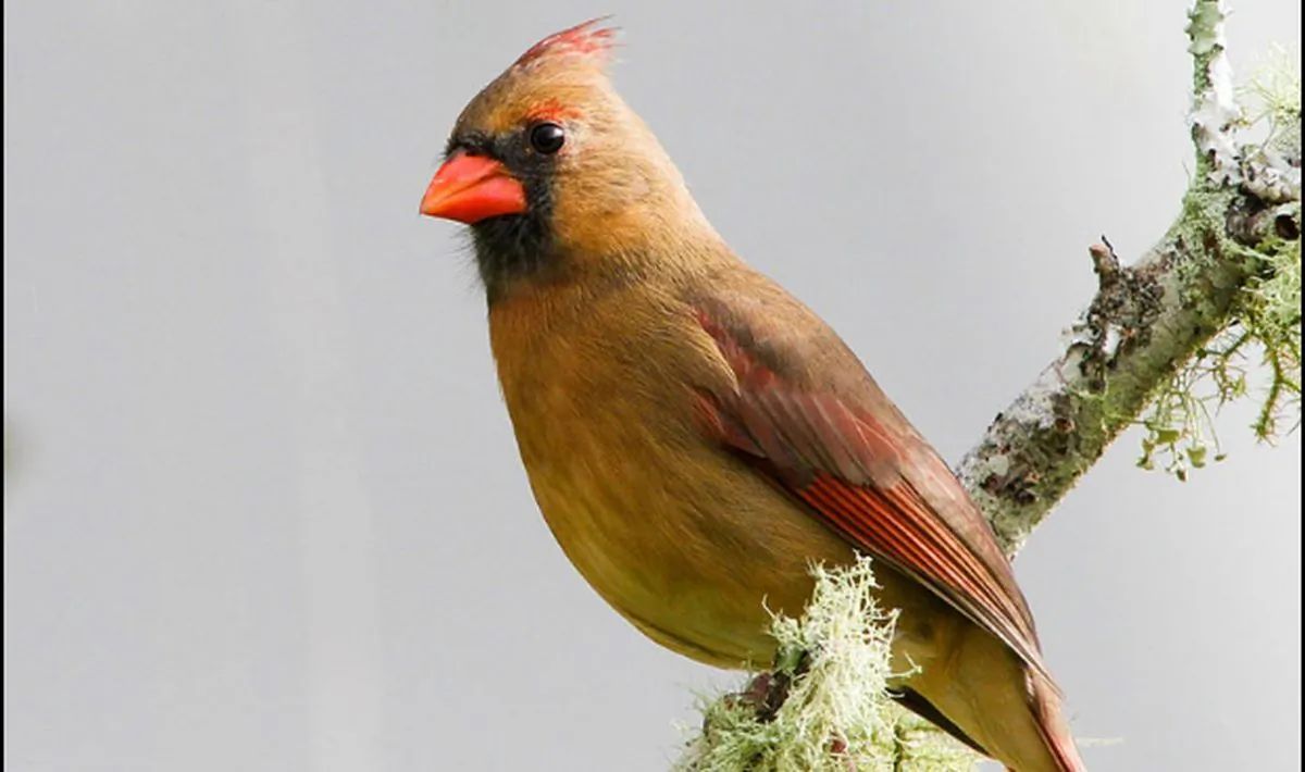 A female Northern Cardinal in Florida. (Craig ONeal via Creative Commons Attribution 2.0 Generic license.)