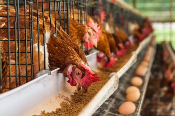 Caged Hens