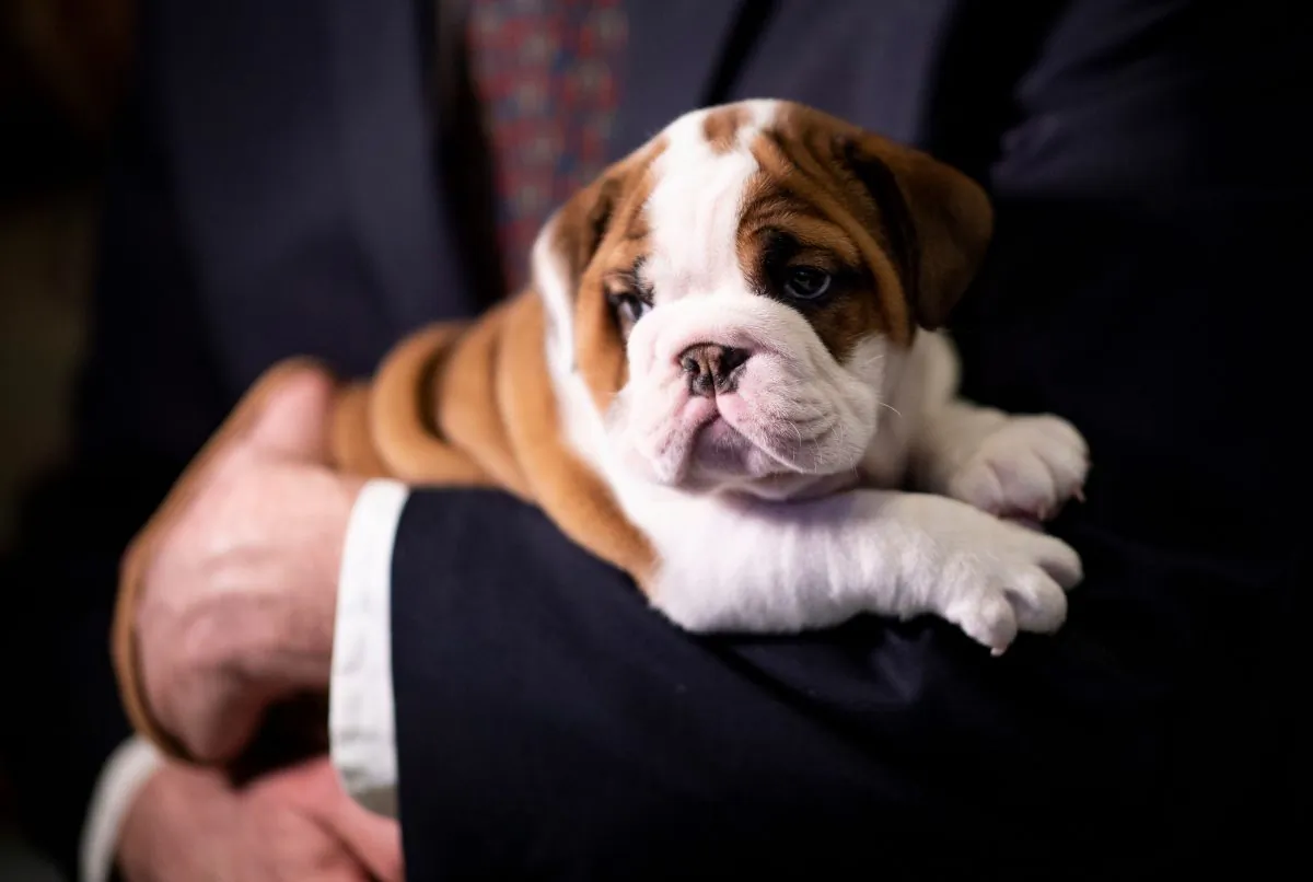 English bulldog Annie looks on at the American Kennel Club's Museum of the Dog during the announcement of the most popular breed, in New York on March 20, 2019. (Johannes Eisele/AFP/Getty Images)