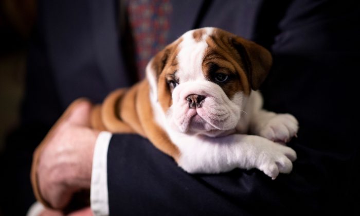 English bulldog Annie looks on at the American Kennel Club's Museum of the Dog during the announcement of the most popular breed, in New York on March 20, 2019. (Johannes Eisele/AFP/Getty Images)