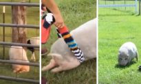 Pig Suddenly Loses Use of Hind Legs, but Owner Has an Ingenious Solution