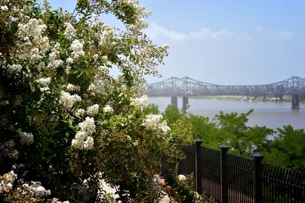 Sweet olive tree in natchez by mississippi river