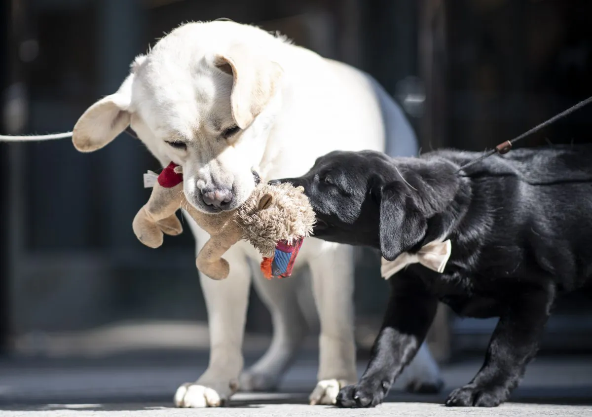 The Labrador Retrievers Lincoln (L) and the 14- week-old puppy Rommy play at the American Kennel Club's (AKC) Museum of the Dog New York. March 20, 2019. (Johanness Eisele/AFP/Getty Images)