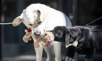 Labrador Retriever Most Pup-ular US Dog Breed for 28th Year