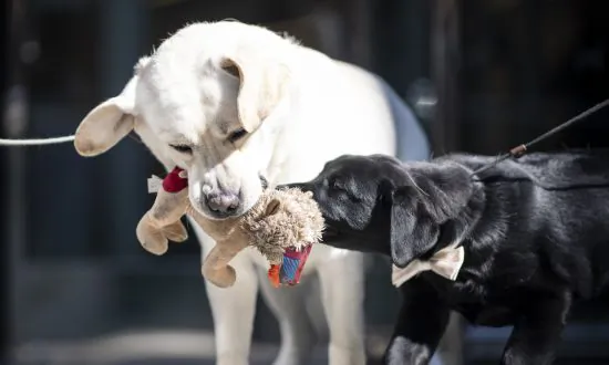Labrador Retriever Most Pup-ular US Dog Breed for 28th Year
