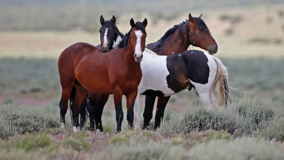 Wild horses roam free on state and some private land, outside federal disengaged horse management areas outside Milford, Utah, on May 31, 2017. (George Frey/Getty Images)