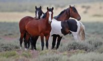 Feds Offer $1,000 To Adopt Wild Horses Because They Can’t Cull Them