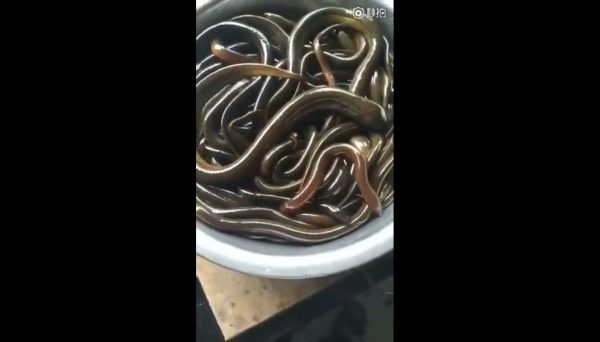 Rice Eel