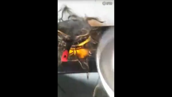 Rice Eel