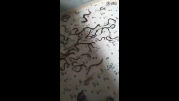 Rice Eel