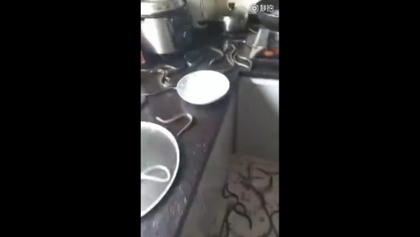 Rice Eel