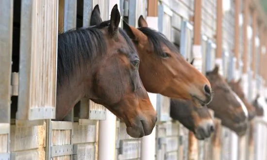 2 Clydesdales Horses Rescued from Frozen Lake After Escaping from Stable