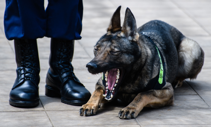 are wolf dogs used by police