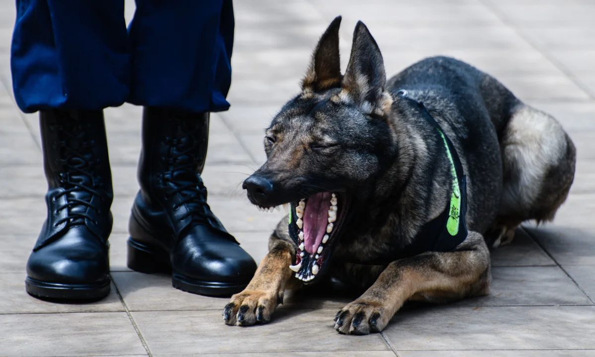 A Kunming Wolfdog in Hong Kong. (Anthony Wallace/AFP/Getty Images)