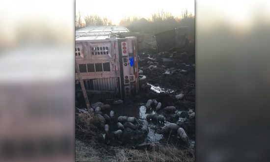 Nearly 3,000 Piglets On the Loose After Crash on Illinois Highway